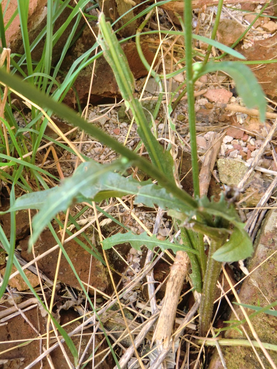 Mléč rolní - Sonchus arvensis :: Rostliny lučních a pastevních porostů ...